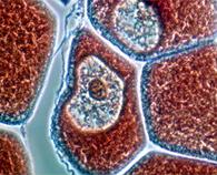 1538295593823722.jpg 成像图3.jpg